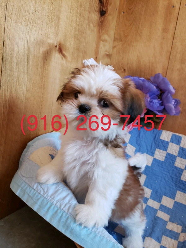 Male and Female Shih Tzu puppies available for adoption
